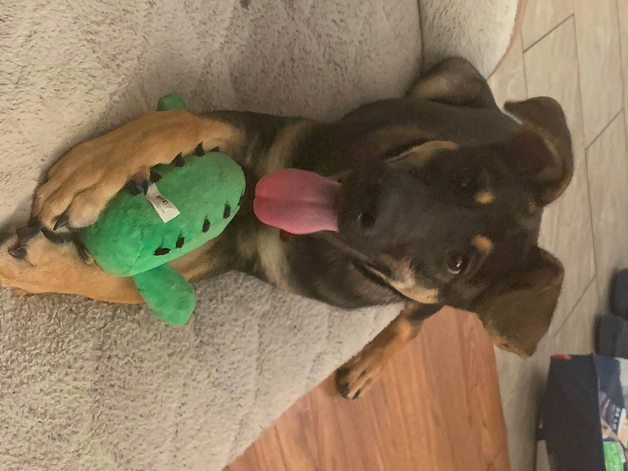 Neo joined the competition — help win amazing prizes! canidae, carnivore, collar, comfort, companion_dog, dog, dog_breed, dog_supply, ear, fawn, guard_dog, hardwood, liver, snout, sporting_group, tail, toy, vertebrate, wood, working_animal