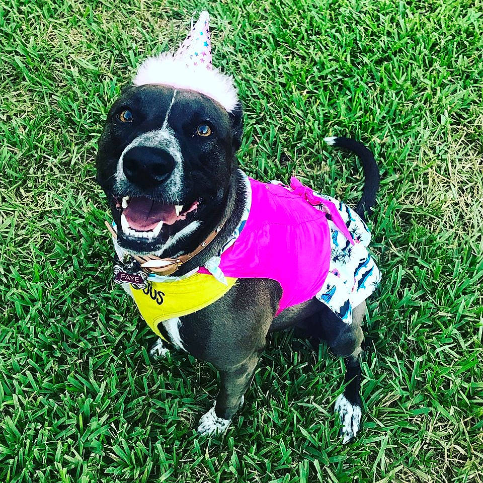 Faye joined the competition — help win amazing prizes! boston_terrier, canidae, carnivore, companion_dog, dog, dog_breed, dog_clothes, dog_walking, french_bulldog, grass, leash, mammal, non_sporting_group, plant, pug, puppy, sporting_group