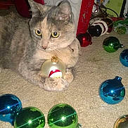 Majestic joined the competition — help win amazing prizes! cat, christmas_ornament, holiday_decorations, carpet, gift_box, festive, baubles, animal, pet, indoor, cute, curious, feline, holiday, cat_paw, decor, bright_colors, closeup, domestic_animal, christmas