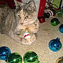 cat, christmas_ornament, holiday_decorations, carpet, gift_box, festive, baubles, animal, pet, indoor, cute, curious, feline, holiday, cat_paw, decor, bright_colors, closeup, domestic_animal, christmas