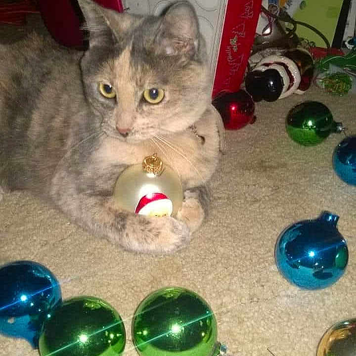 Majestic joined the competition — help win amazing prizes! animal, baubles, bright_colors, carpet, cat, cat_paw, christmas, christmas_ornament, closeup, curious, cute, decor, domestic_animal, feline, festive, gift_box, holiday, holiday_decorations, indoor, pet