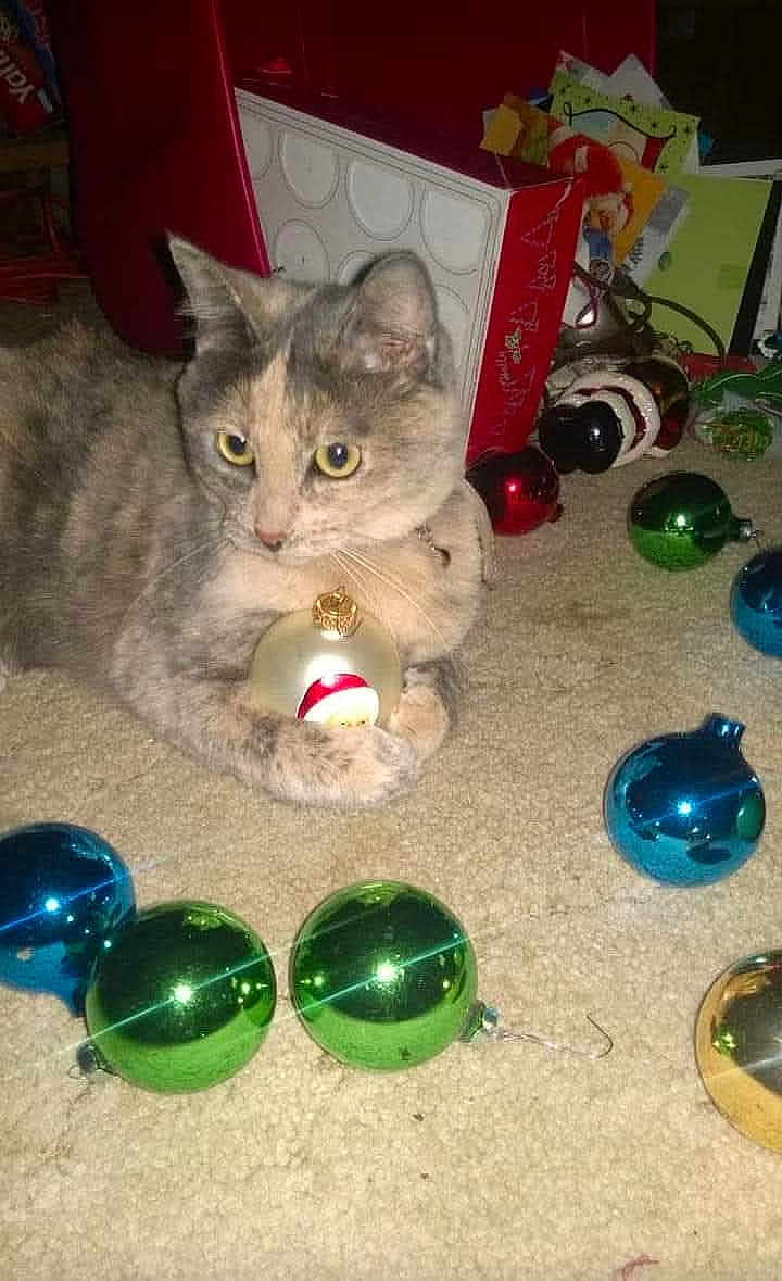 Majestic joined the competition — help win amazing prizes! cat, christmas_ornament, holiday_decorations, carpet, gift_box, festive, baubles, animal, pet, indoor, cute, curious, feline, holiday, cat_paw, decor, bright_colors, closeup, domestic_animal, christmas