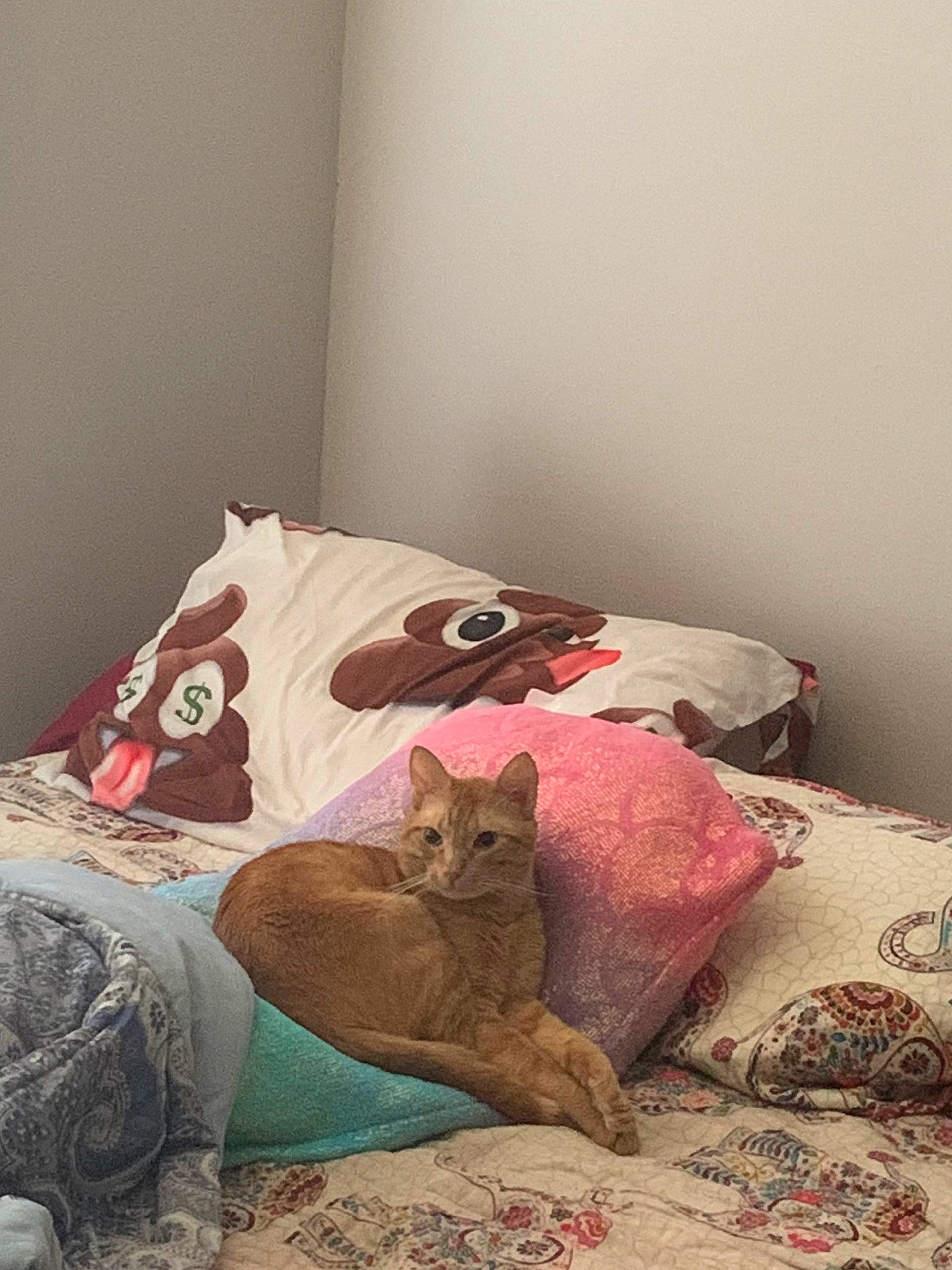 Gimli is registered to the contest to win money with this photo: bed, bed_sheet, bedding, bedroom, british_shorthair, carnivore, cat, comfort, cushion, felidae, fur, furniture, interior_design, kitten, linens, pillow, room, small_to_medium_sized_cats, textile, whiskers