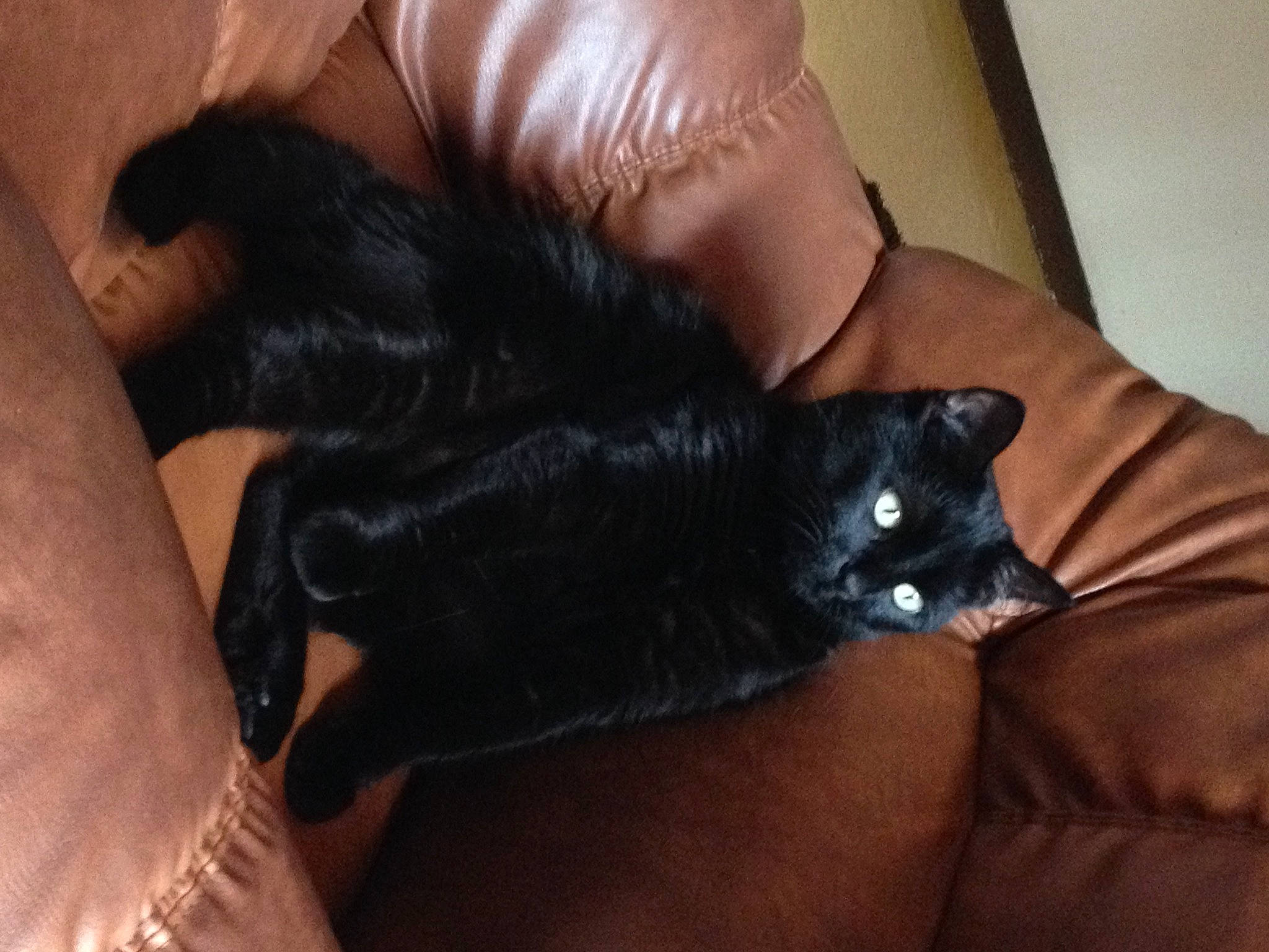 Dori participe au concours pour gagner de l'argent avec cette photo : bed, black_cat, bombay, carnivore, cat, comfort, domestic_short_haired_cat, felidae, foot, fur, gesture, human_leg, lap, leather_jacket, mammal, nail, small_to_medium_sized_cats, tail, thigh, whiskers