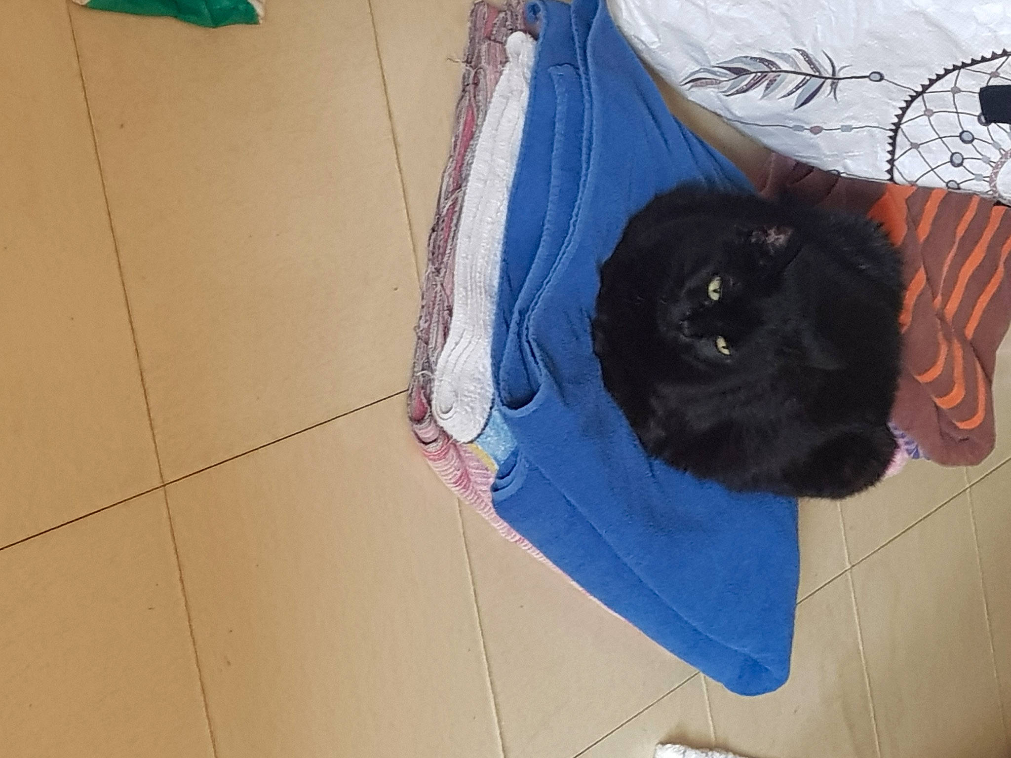 Dori a rejoint le concours — aidez-le/la à gagner de superbes lots ! bag, black_cat, carnivore, cat, comfort, dog_breed, domestic_short_haired_cat, electric_blue, felidae, floor, flooring, fur, luggage_and_bags, pet_supply, small_to_medium_sized_cats, snout, sporting_group, tail, tile_flooring, whiskers