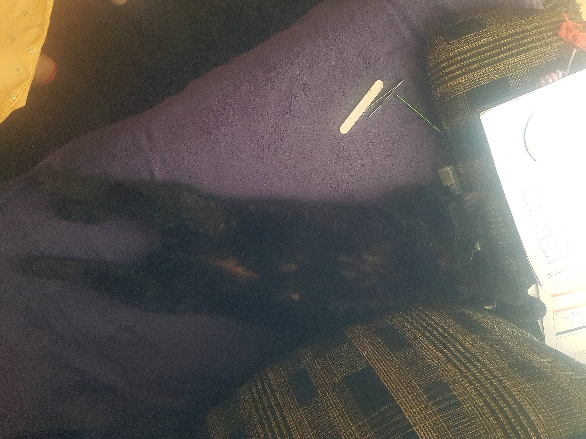 Dori a rejoint le concours — aidez-le/la à gagner de superbes lots ! auto_part, automotive_exterior, carnivore, ceiling, darkness, elbow, felidae, flooring, fur, grey, human_leg, roof, room, shadow, small_to_medium_sized_cats, tail, tints_and_shades, vehicle_door, windshield, wood