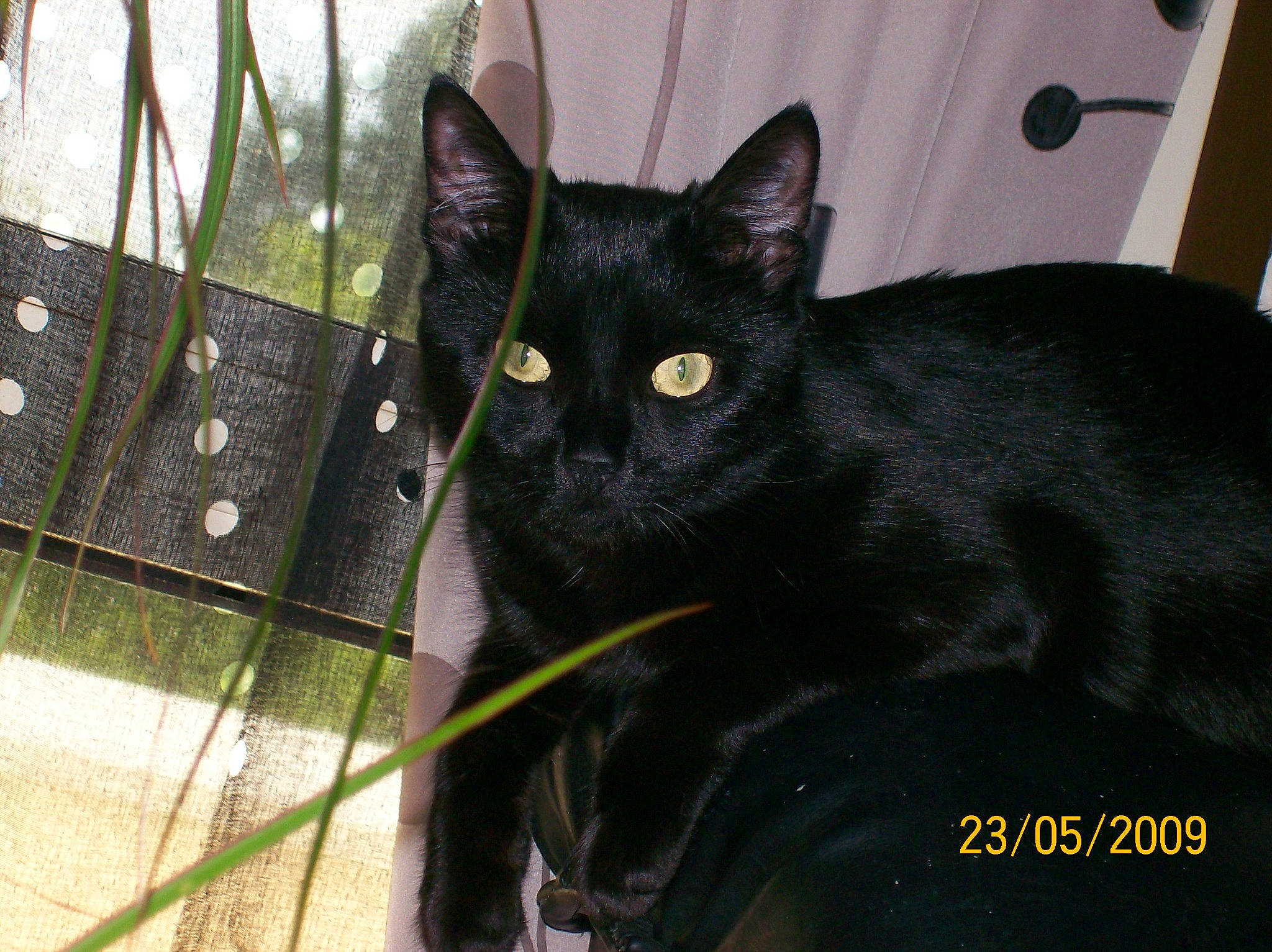 Dori participe au concours pour gagner de l'argent avec cette photo : black_cat, bombay, carnivore, cat, domestic_short_haired_cat, eye, felidae, fur, grass, havana_brown, plant, small_to_medium_sized_cats, snout, tail, terrestrial_animal, whiskers