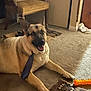dog, german_shepherd, carpet, tie, toy, indoor, furniture, chair, smiling, pet, animal, home, floor, playful, relaxed, brown, black, beige, happy, domestic