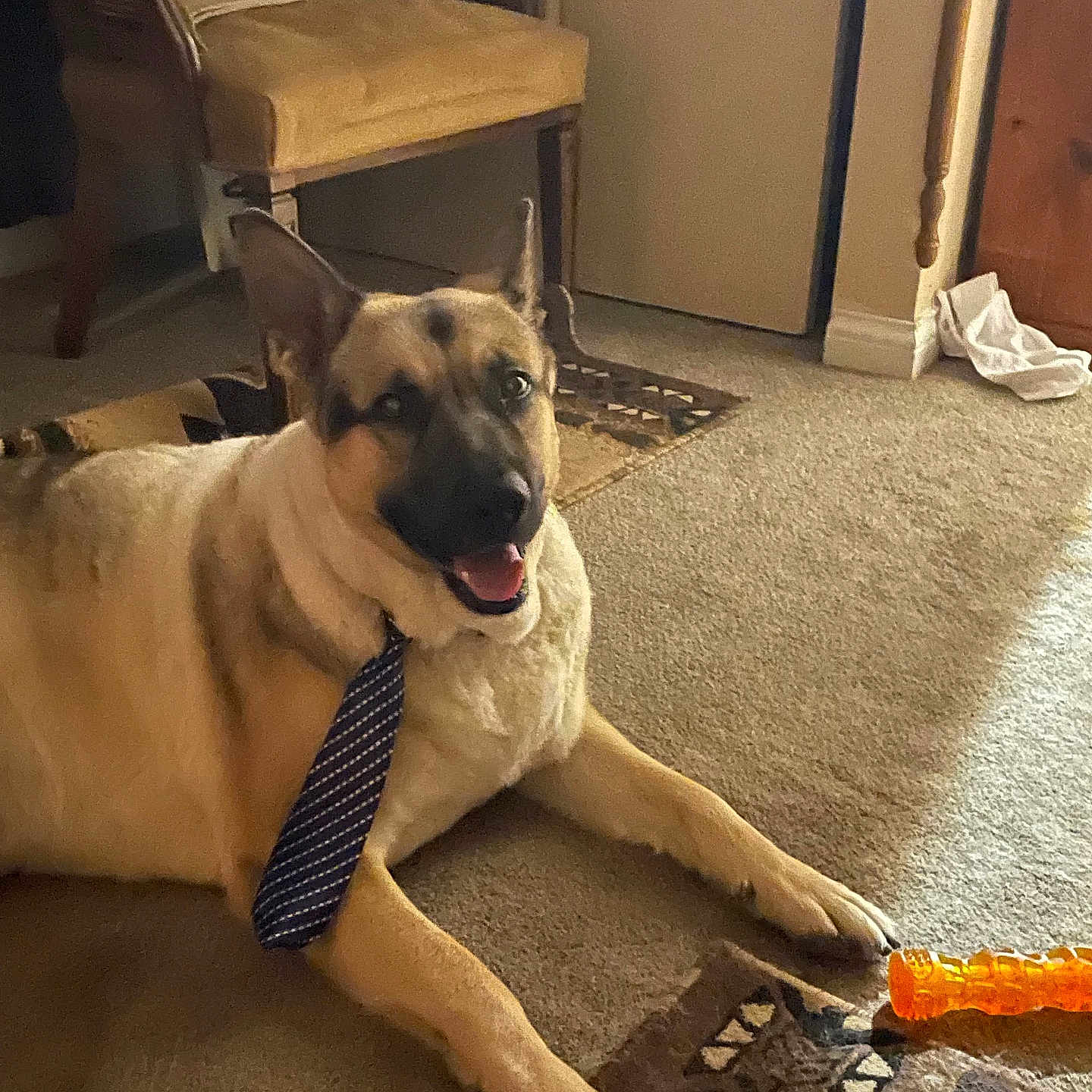 Ace is registered to the contest to win money with this photo: animal, beige, black, brown, carpet, chair, dog, domestic, floor, furniture, german_shepherd, happy, home, indoor, pet, playful, relaxed, smiling, tie, toy