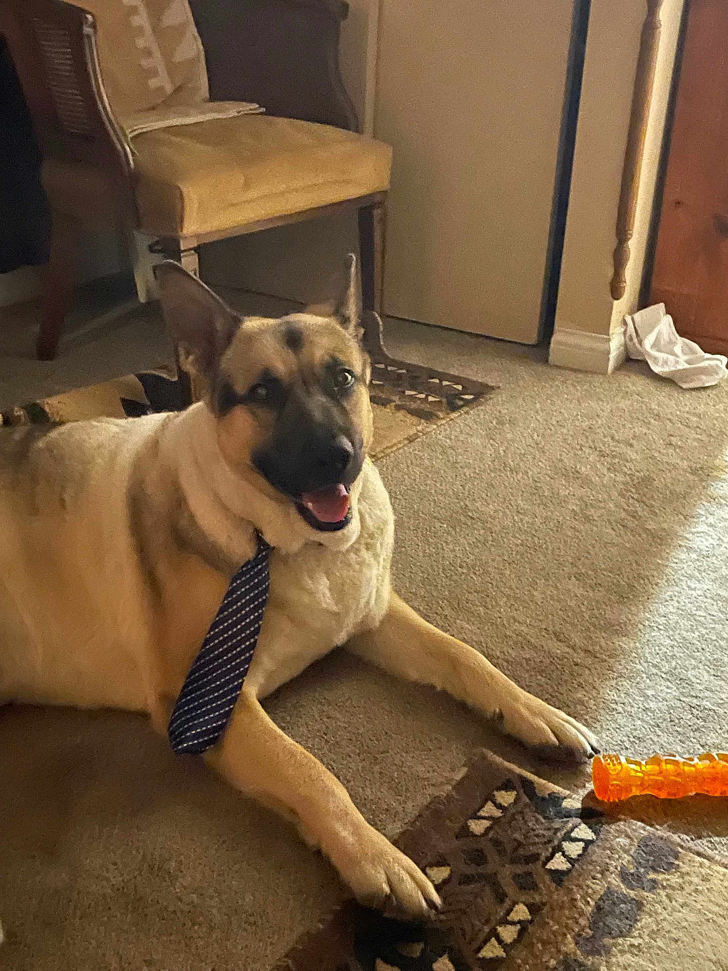 Ace is registered to the contest to win money with this photo: dog, german_shepherd, carpet, tie, toy, indoor, furniture, chair, smiling, pet, animal, home, floor, playful, relaxed, brown, black, beige, happy, domestic