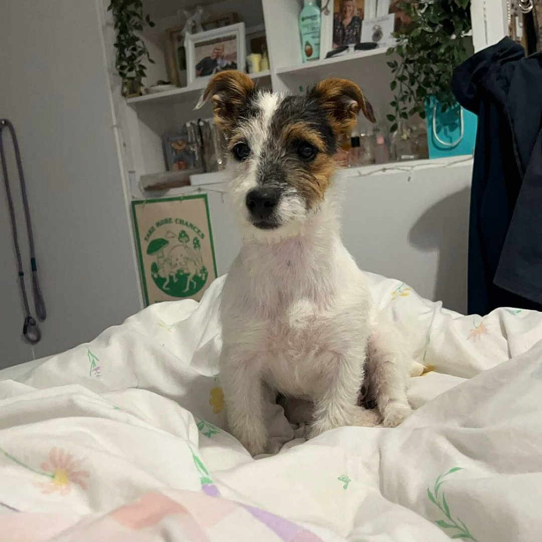 Maisie joined the competition — help win amazing prizes! animal, ball, bed, bedroom, blanket, bookcase, canine, dog, furniture, homedecor, indoors, interiordesign, linen, pet, photoframe, plant, pottedplant, puppy, room, shelf