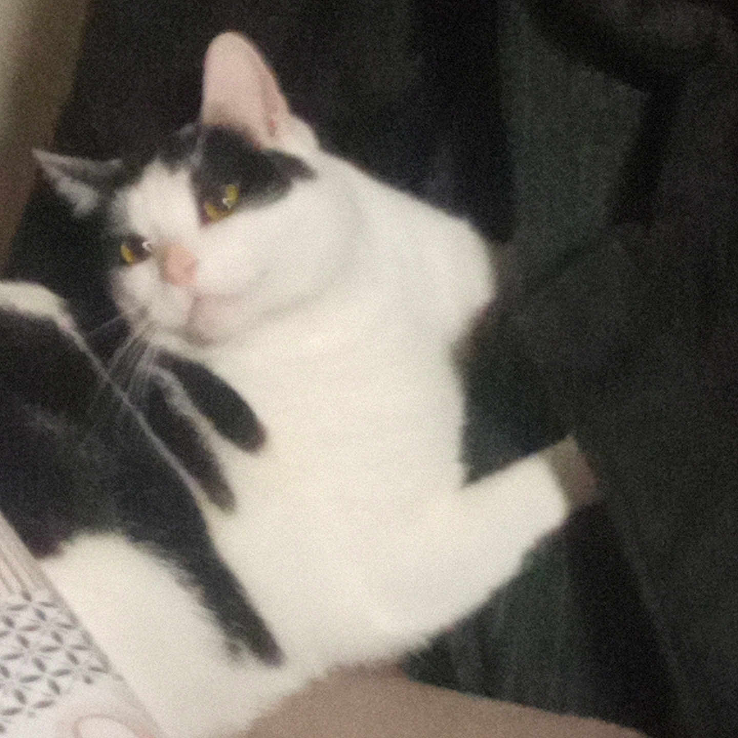 Hugo a rejoint le concours — aidez-le/la à gagner de superbes lots ! abyssinian, angora, animal, armchair, baby, blackcat, blanket, cat, chair, couch, cushion, furniture, homedecor, kitten, manx, person, pet, siamese, sleeping, white