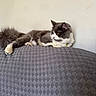 cat, gray_cat, white_cat, fluffy_cat, lounge, couch, gray_couch, textured_couch, indoor, pet, animal, yellow_eyes, fur, relaxing, side_view, wall, wooden_frame, domestic_cat, resting, curious