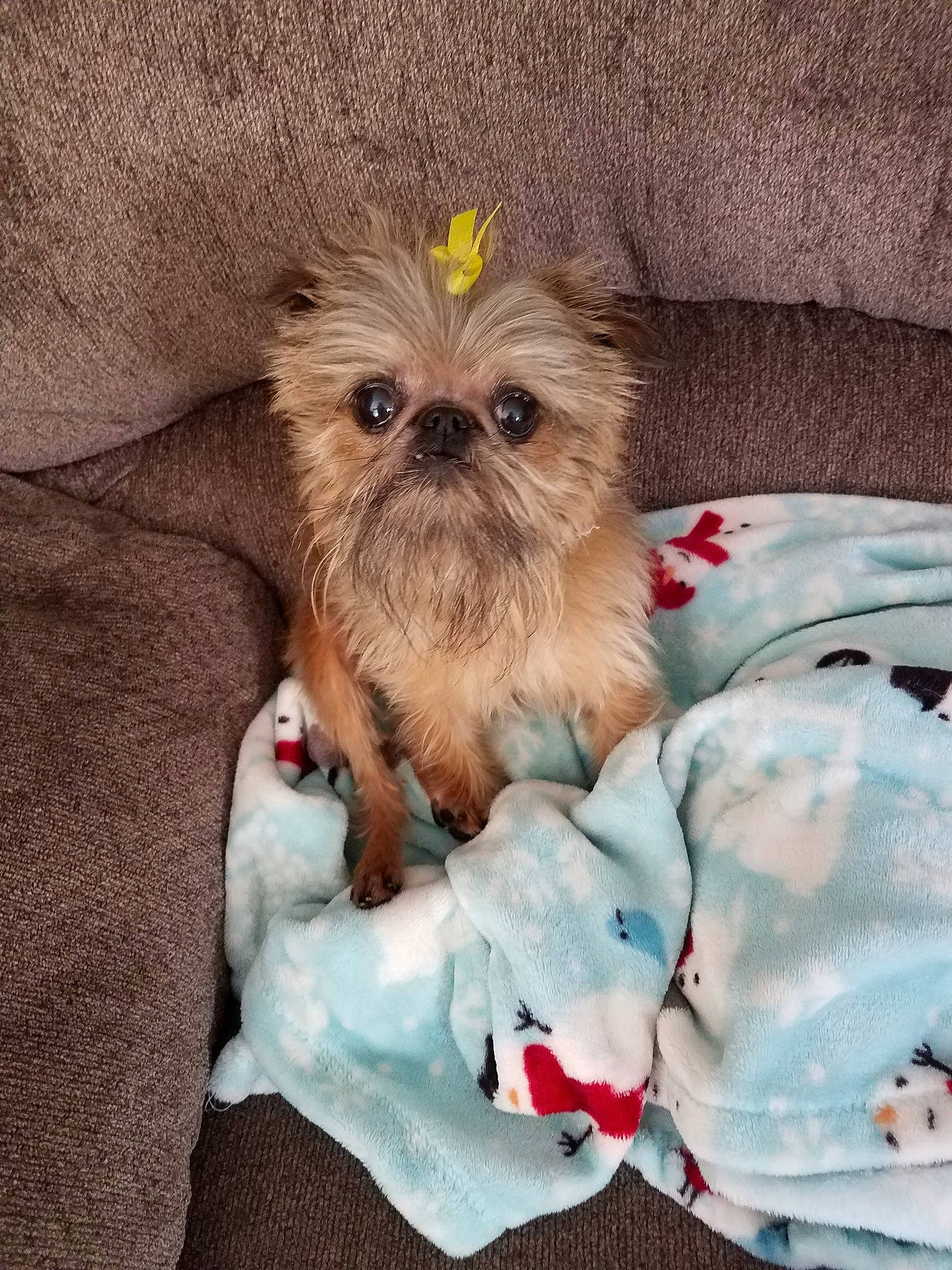 Mia joined the competition — help win amazing prizes! canidae, carnivore, chinese_imperial_dog, companion_dog, dog, dog_breed, griffon_bruxellois, liver, mammal, morkie, non_sporting_group, pekapoo, puppy, rare_breed_dog, shih_tzu, snout, sporting_group, toy_dog, vertebrate, yorkshire_terrier