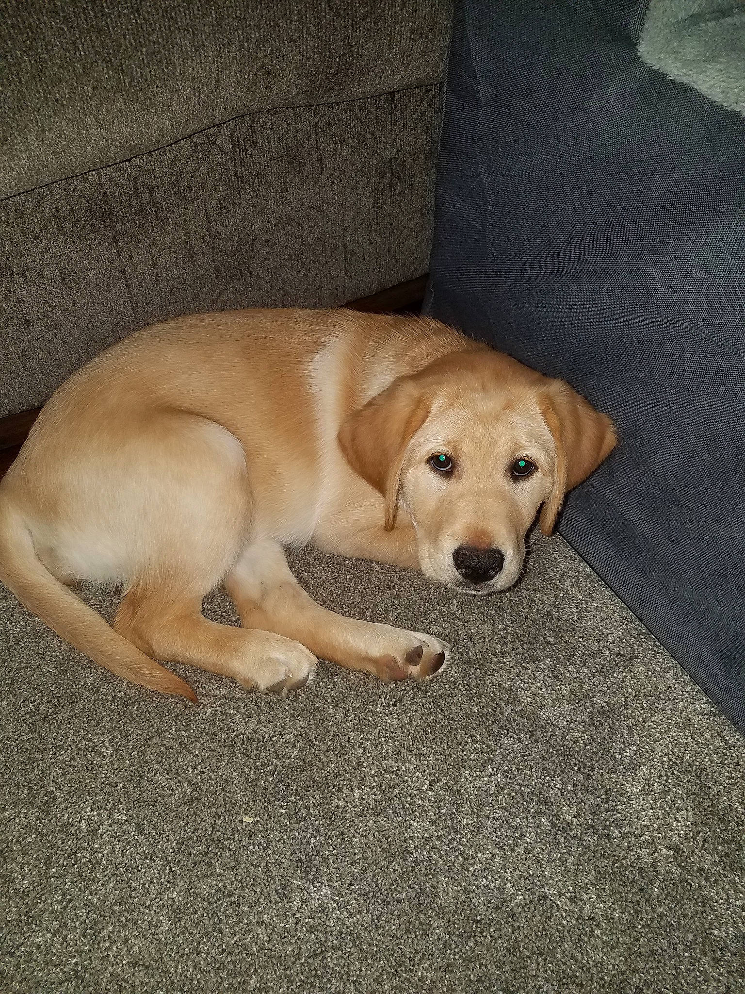 Daisy is registered to the contest to win money with this photo: beagador, broholmer, canidae, carnivore, companion_dog, dog, dog_breed, fawn, golden_retriever, labrador_retriever, mammal, person, puppy, retriever, sporting_group, tail