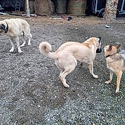 Viking a rejoint le concours — aidez-le/la à gagner de superbes lots ! animal, canine, collar, daytime, dog, dogs, earth, farm, gravel, hay_bales, interaction, nature, outdoor, pet, playful, rural, stone_pillar, three_dogs, trailer, yard