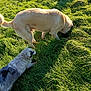 animal, canine, companion, curious, daylight, dog, field, fur, grass, green, mammal, nature, outdoor, pet, playful, sniffing, summer, sunlight, two_dogs, walk