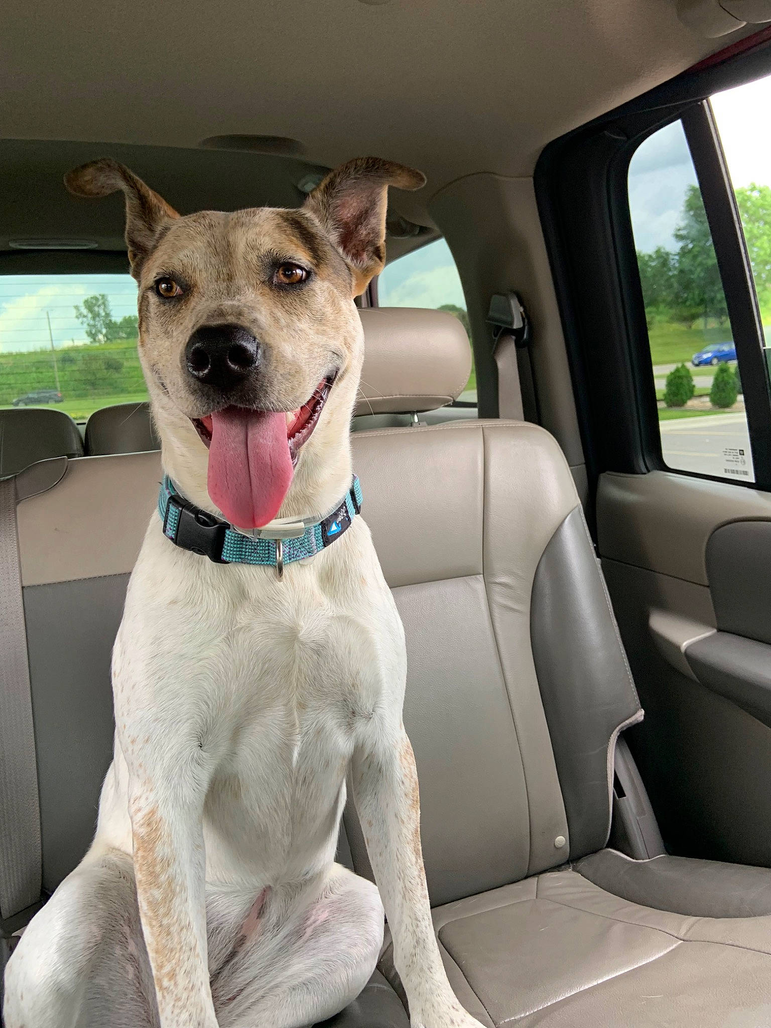 Dove is registered to the contest to win money with this photo: canidae, car, car_seat, carnivore, collar, dog, dog_breed, dog_collar, fawn, feist, mammal, non_sporting_group, rare_breed_dog, snout, sporting_group, vehicle, vertebrate