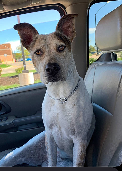 Dove joined the competition — help win amazing prizes! canidae, carnivore, dog, dog_breed, fawn, mammal, non_sporting_group, rare_breed_dog, snout, vertebrate, whiskers