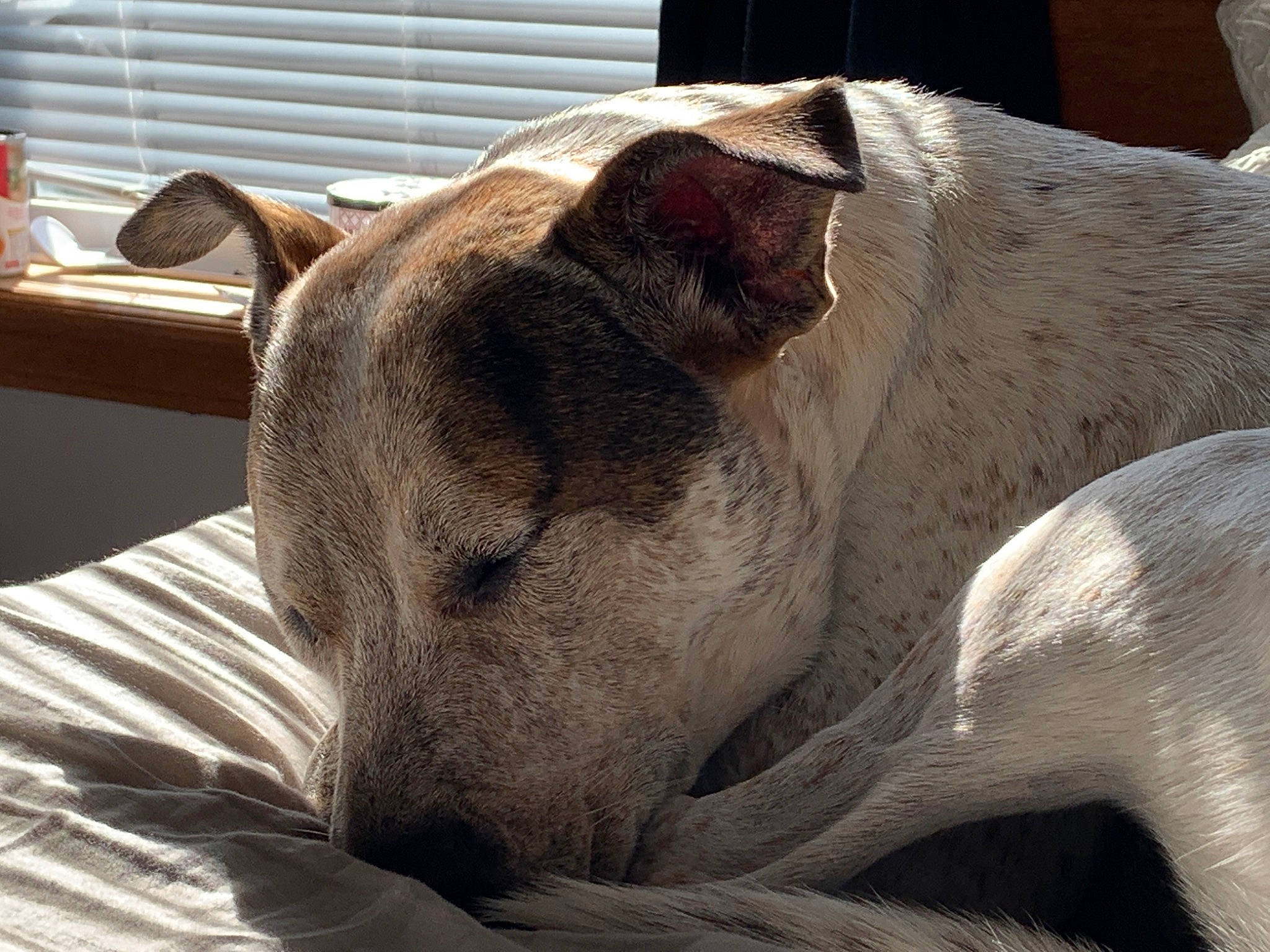 Dove joined the competition — help win amazing prizes! canidae, carnivore, dog, dog_breed, ear, fawn, fur, mammal, nap, non_sporting_group, snout, whiskers