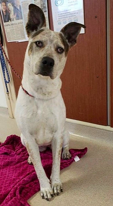 Dove joined the competition — help win amazing prizes! canidae, carnivore, dog, dog_breed, fawn, feist, mammal, rare_breed_dog, snout, sporting_group, vertebrate