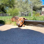 Rusty joined the competition — help win amazing prizes! asphalt, carnivore, collar, companion_dog, dog, dog_breed, dog_collar, fawn, grass, landscape, liver, pet_supply, plant, road, road_surface, sky, snout, tree, wood, working_animal