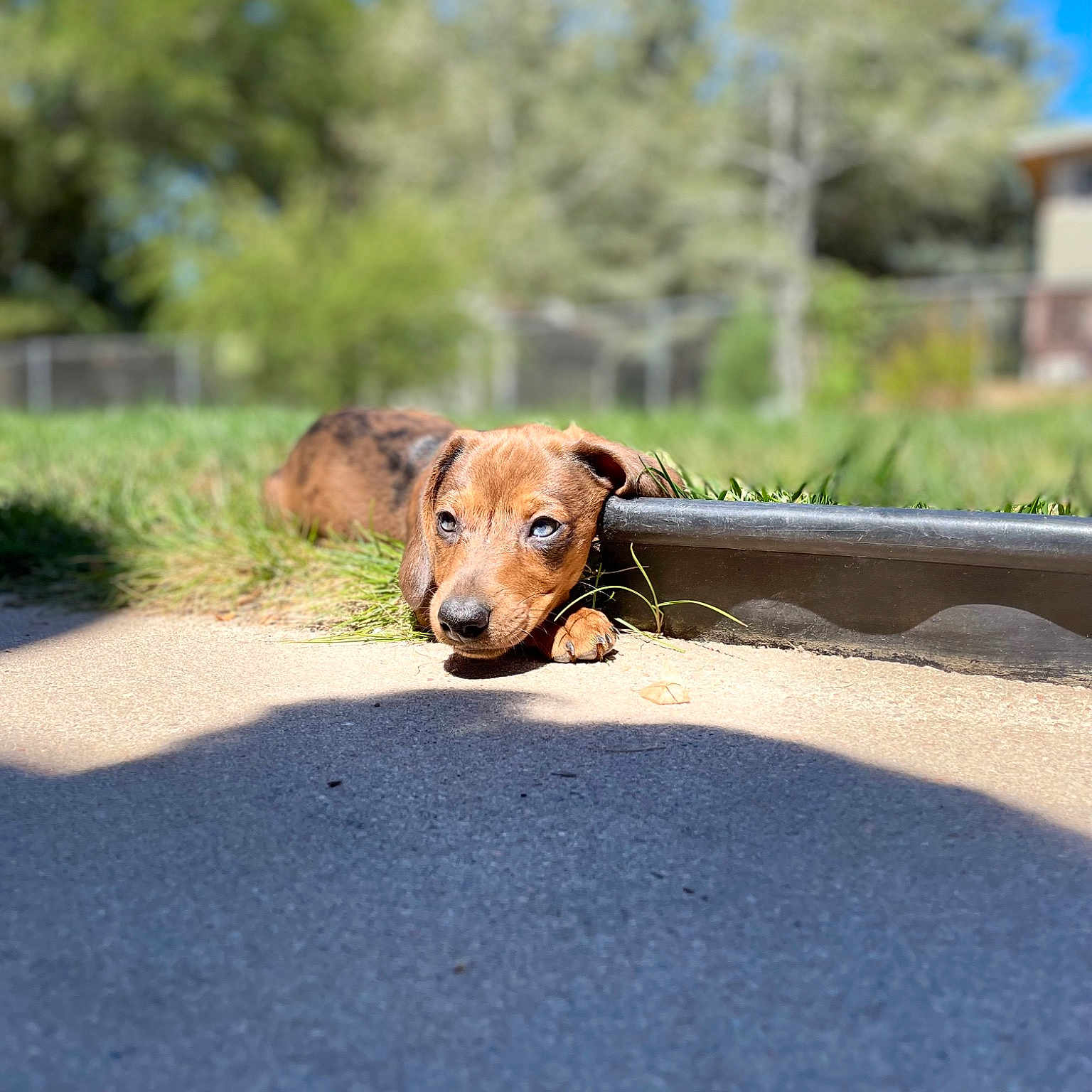 Rusty joined the competition — help win amazing prizes! asphalt, carnivore, collar, companion_dog, dog, dog_breed, dog_collar, fawn, grass, landscape, liver, pet_supply, plant, road, road_surface, sky, snout, tree, wood, working_animal