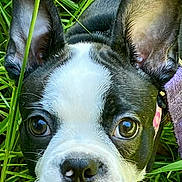 Bella joined the competition — help win amazing prizes! dog, puppy, boston_terrier, close_up, grass, ears, black_and_white, pet, animal, cute, outdoor, nature, face, young, curious, snout, whiskers, nose, fur, portrait
