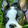 dog, puppy, boston_terrier, close_up, grass, ears, black_and_white, pet, animal, cute, outdoor, nature, face, young, curious, snout, whiskers, nose, fur, portrait