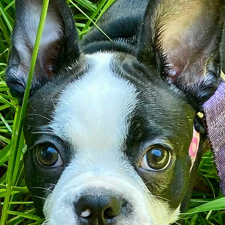Bella joined the competition — help win amazing prizes! animal, black_and_white, boston_terrier, close_up, curious, cute, dog, ears, face, fur, grass, nature, nose, outdoor, pet, portrait, puppy, snout, whiskers, young