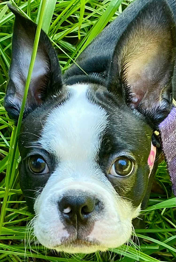 Bella joined the competition — help win amazing prizes! dog, puppy, boston_terrier, close_up, grass, ears, black_and_white, pet, animal, cute, outdoor, nature, face, young, curious, snout, whiskers, nose, fur, portrait