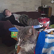 Brain is registered to the contest to win money with this photo: cat, blanket, couch, living_room, person, shirtless, snacks, table, bottle, relaxing, indoor, furniture, clutter, lamp, window, box, sitting, casual, home, pet