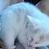 Snowball is registered to the contest to win money with this photo: kitten, white_cat, sleeping, furry, pet, animal, close_up, soft, blurred, cute, small, fur, resting, young, domestic_cat, whiskers, paw, indoor, cuddle, cozy