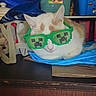 cat, sunglasses, green_sunglasses, table, indoor, pet, relaxed, white_cat, orange_spots, clutter, bags, household_items, resting, cool, funny, portrait, feline, domestic_animal, accessory, casual