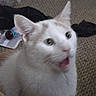 cat, white_cat, orange_patches, meowing, carpet, indoor, pet, animal, cute, feline, fur, ears, whiskers, mouth_open, expression, domestic_cat, household, background_objects, floor, surprised