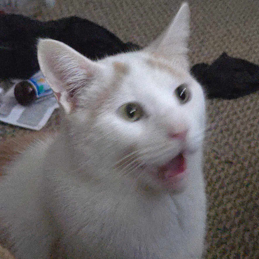 Snowball joined the competition — help win amazing prizes! cat, white_cat, orange_patches, meowing, carpet, indoor, pet, animal, cute, feline, fur, ears, whiskers, mouth_open, expression, domestic_cat, household, background_objects, floor, surprised