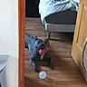 dog, indoor, wooden_floor, bed, bedroom, door, toy, happy, tongue_out, pet, animal, floor, furniture, domestic, canine, playing, resting, tail, open_door, rumpled_bedding