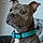 Tyson-Pops
