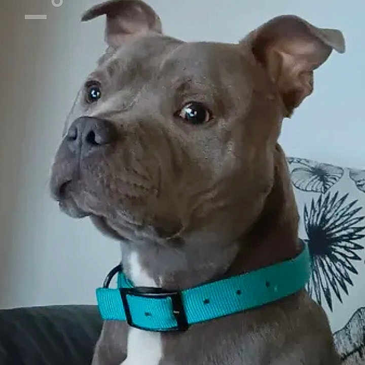 Tyson-Pops