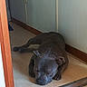 dog, sleeping, indoor, floor, gray, pet, relaxing, resting, canine, home, doorway, wooden_floor, quiet, calm, animal, domestic, nap, peaceful, paw, ears