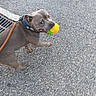 Tyson-Pops a rejoint le concours — aidez-le/la à gagner de superbes lots ! dog, leash, toy, yellow, pavement, street, playful, pet, animal, walking, curious, midstep, outdoor, collar, brown_dog, sidewalk, texture, canine, active, daytime