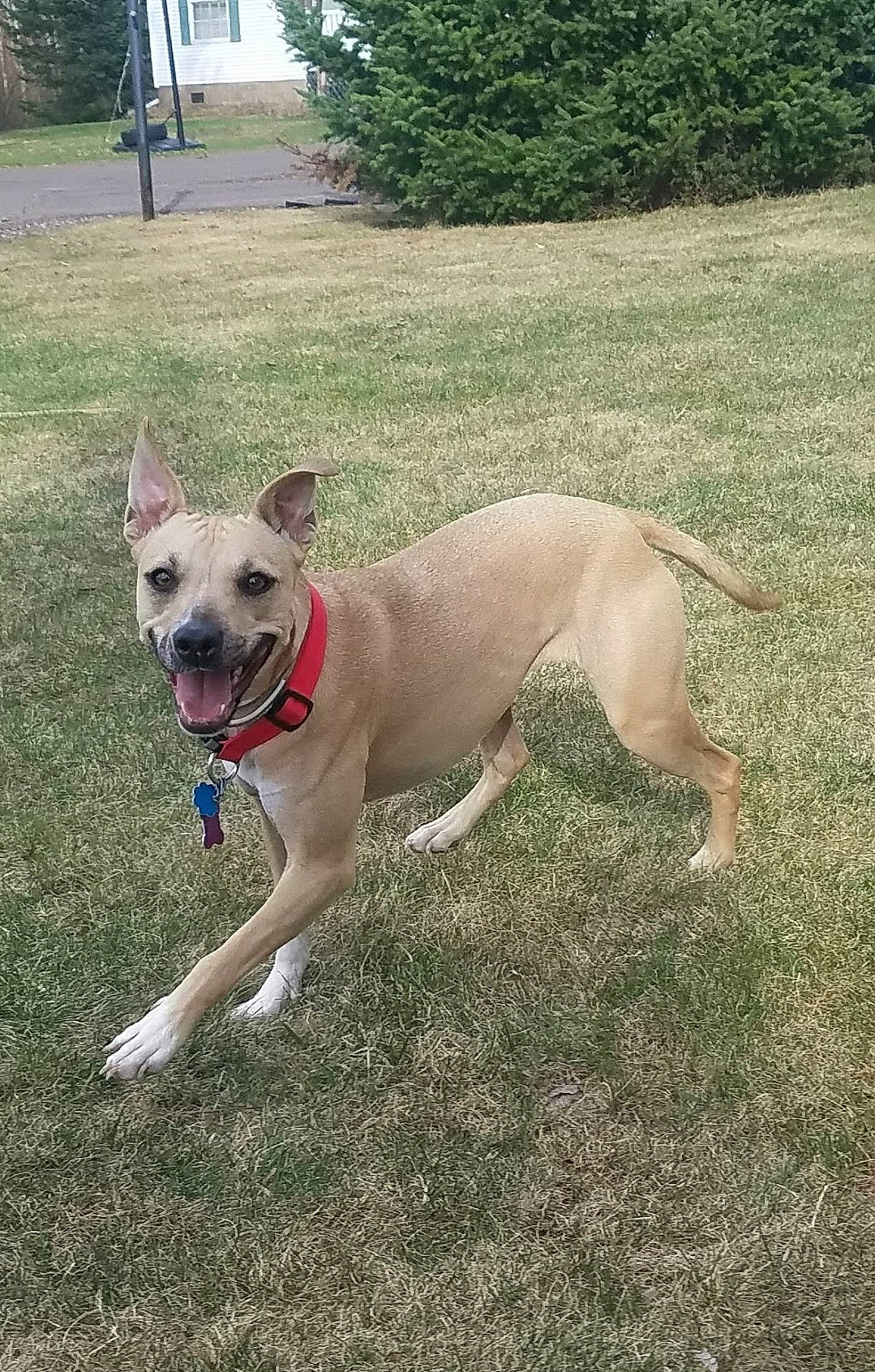 Gus is registered to the contest to win money with this photo: canidae, carnivore, collar, companion_dog, dog, dog_breed, dog_collar, dog_supply, fawn, grass, gun_dog, leash, non_sporting_group, plant, snout, sporting_group, tail, tree, working_animal, working_dog