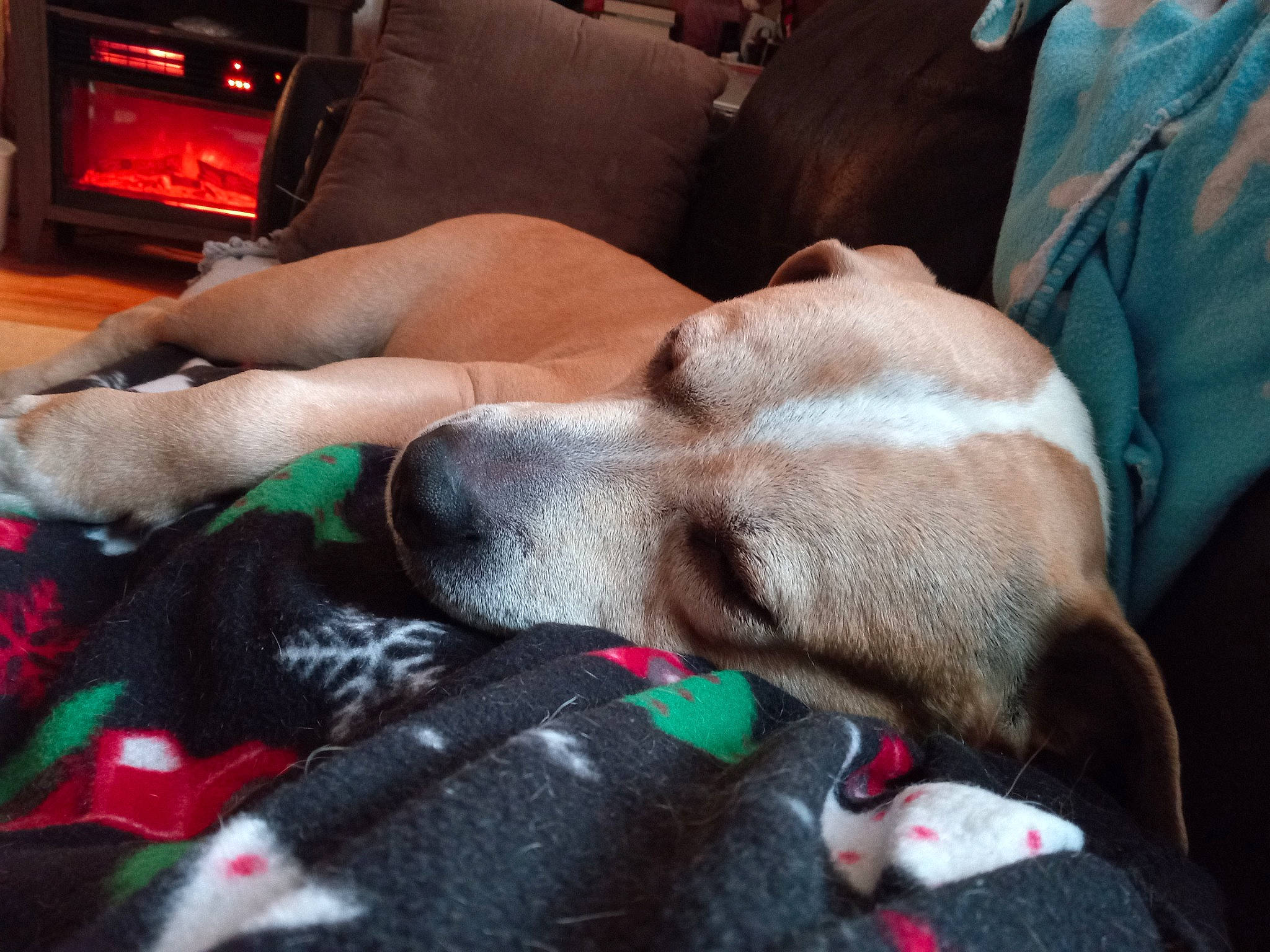 Deyo is registered to the contest to win money with this photo: canidae, carnivore, comfort, companion_dog, couch, dog, dog_breed, fawn, foot, fur, home_appliance, human_leg, lap, linens, mammal, nap, paw, snout, sporting_group, thigh