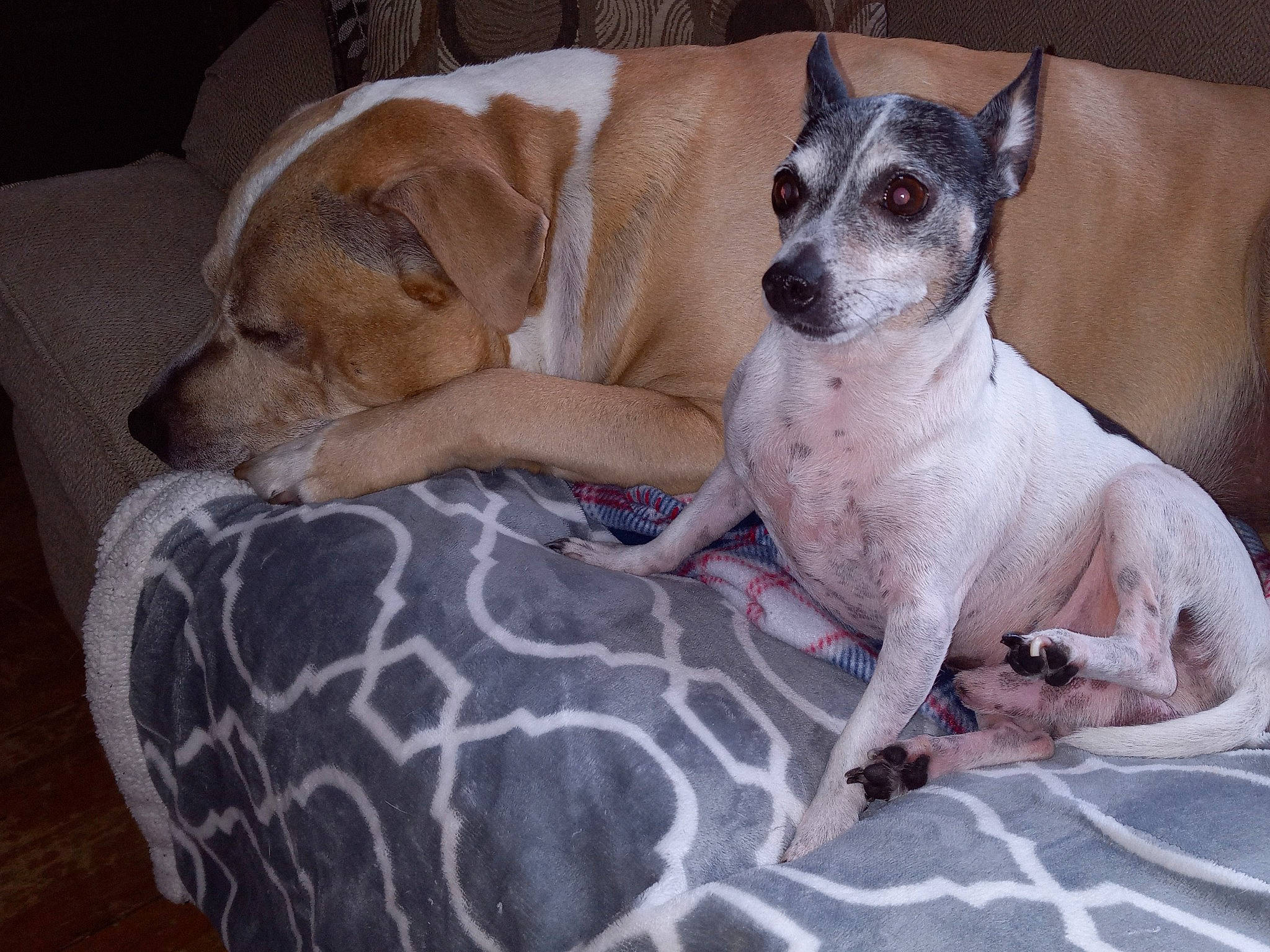 Deyo is registered to the contest to win money with this photo: canidae, carnivore, collar, comfort, companion_dog, dog, dog_bed, dog_breed, dog_supply, fawn, fur, linens, paw, pet_supply, snout, sporting_group, terrier, toy_dog, whiskers, working_animal