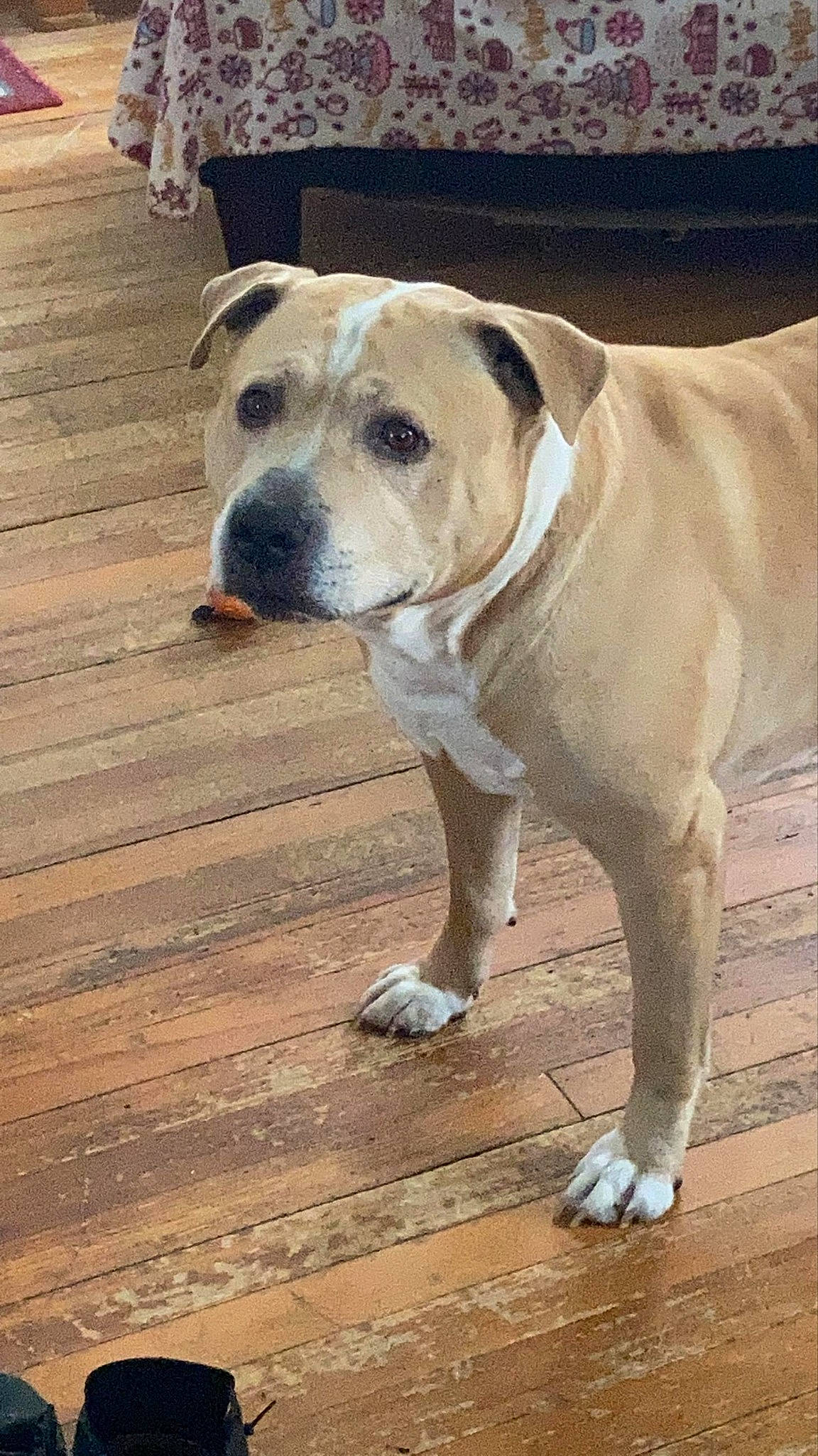 Deyo joined the competition — help win amazing prizes! canidae, carnivore, collar, companion_dog, dog, dog_breed, dog_collar, fawn, flooring, hardwood, molosser, pet_supply, plank, sporting_group, tail, terrestrial_animal, whiskers, wood, working_animal, working_dog