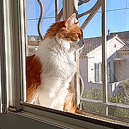 Kio participe au concours pour gagner de l'argent avec cette photo : cat, orange_cat, white_cat, window, windowsill, metal_grille, sunlight, daytime, outdoor_view, house, building, sky, pet, animal, feline, looking_out, fur, portrait, sitting, domestic_animal