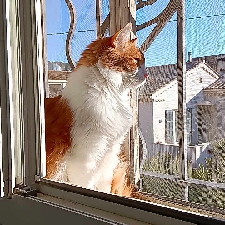 Kio participe au concours pour gagner de l'argent avec cette photo : cat, orange_cat, white_cat, window, windowsill, metal_grille, sunlight, daytime, outdoor_view, house, building, sky, pet, animal, feline, looking_out, fur, portrait, sitting, domestic_animal