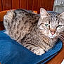 Grisette participe au concours pour gagner de l'argent avec cette photo : cat, tabby_cat, feline, pet, animal, green_eyes, fur, whiskers, indoor, wooden_chair, blue_fabric, table, domestic, relaxed, close_up, sitting, home, cozy, portrait, looking_at_camera