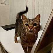 Grisette a rejoint le concours — aidez-le/la à gagner de superbes lots ! cat, tabby, pet, animal, indoor, table, curious, whiskers, fur, tail, closeup, domestic, mammal, standing, looking, face, ears, feline, household