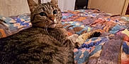 Grisette participe au concours pour gagner de l'argent avec cette photo : cat, tabby, pet, animal, indoor, bed, blanket, quilt, feline, fur, whiskers, relaxed, resting, cozy, cute, looking, mammal, domestic, pattern, colorful